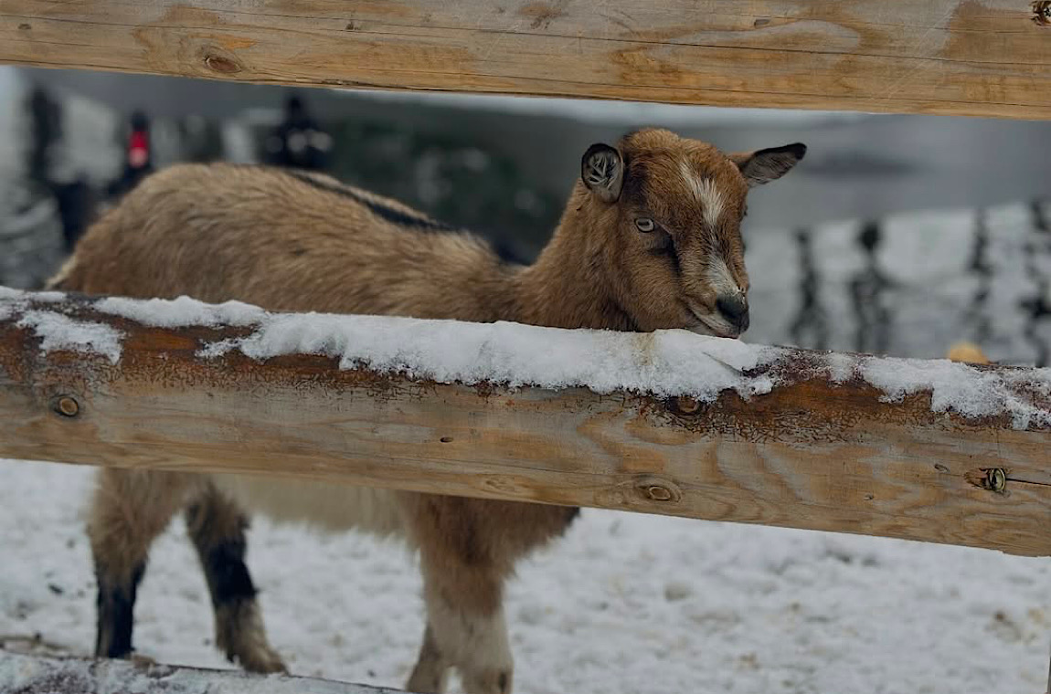 Картинка екопарк Келечин 